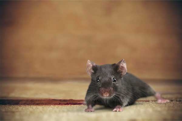 rat