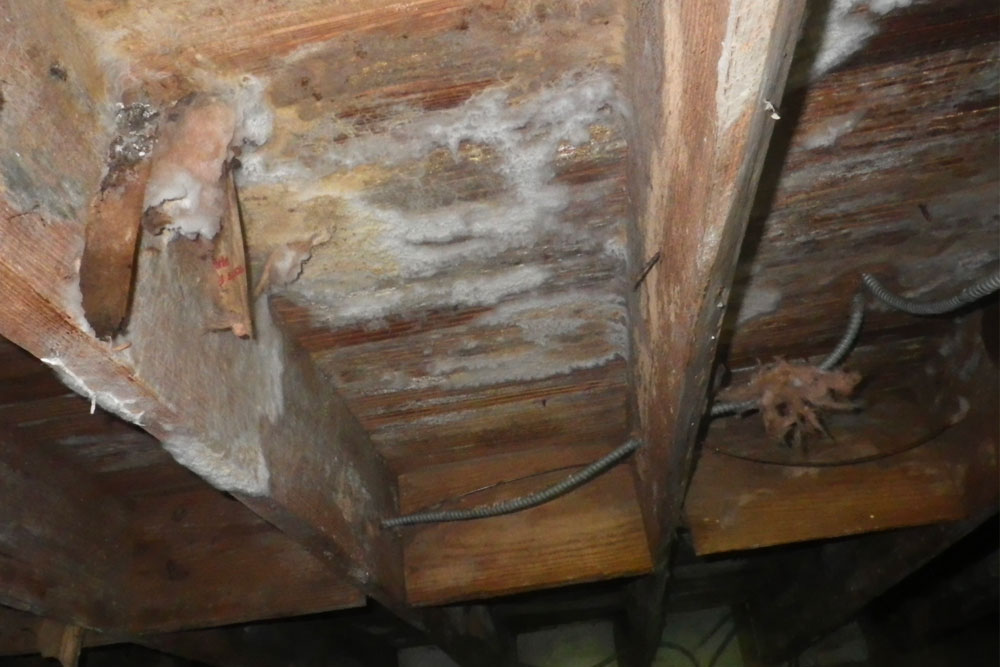 When it Comes to Crawlspace Mold Removal, Don’t Cut Corners: Hire a Professional